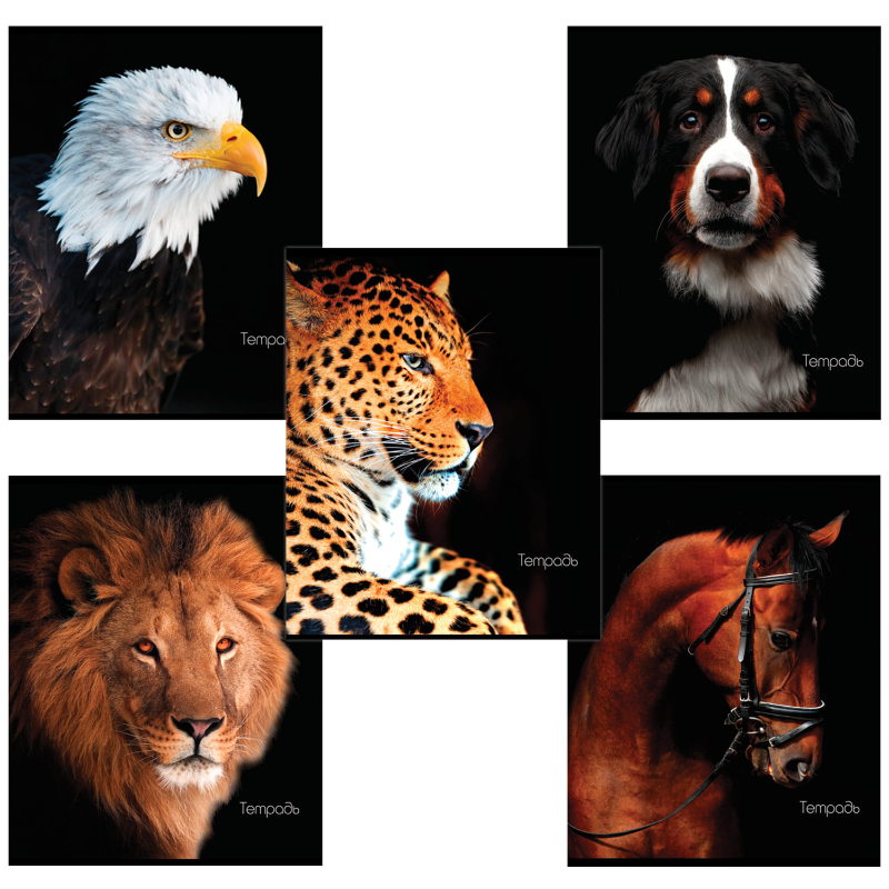 Тетрадь BRAUBERG "Животные" А5, в клетку, 48 листов, ассорти